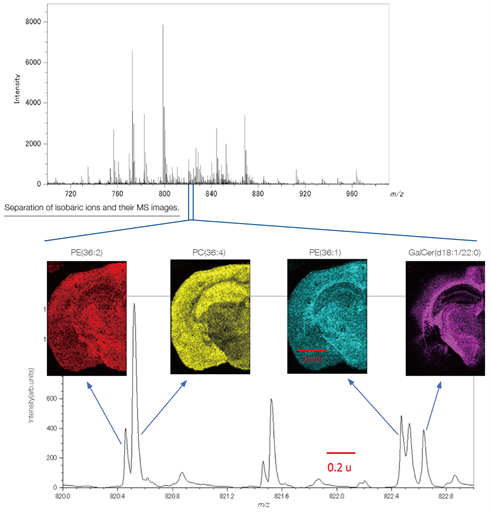 Averaged mass spectrum of a mouse brain tissue section